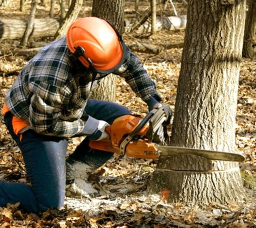 Tree Removal in New Lisbon, NJ